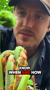 3 Fiddlehead Foraging Tips! #foraging #foragingtiktok #fiddleheads  #freefood #landdrip