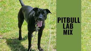 Because of their high intelligence, they need to be constantly engaged and . Pitbull Lab Mix Complete Guide For A Bullador Owner Petmoo