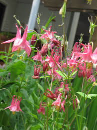 寂 @magicalgarden420 magicalgarden @magical_garden_botanicals ivanna @the.magical.garden magical garden @magical_garden_for_marcus magical garden @magical_garden_bazar. Spring Magic Rose Columbine Aquilegia Spring Magic Rose In Naperville Aurora Batavia Oswego Chicago Wheaton Illinois Il At The Growing Place