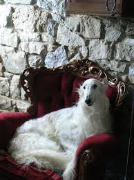 Favorite add to more colors borzoi designer face masks cotton 2 layer face cover with tie backs, made in usa recreatedbywaterfall. 16 Borzoi S Are My Patronus Ideas Borzoi Borzoi Dog Beautiful Dogs