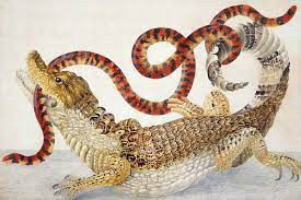 Illustration Of A Caiman Crocodilus And An Anilius Scytale 1701 1705 By Maria Sibylla Merian Mar Nature Illustration Scientific Illustration Learn To Paint