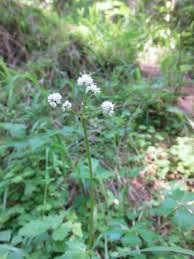 Image result for Sanicula elata