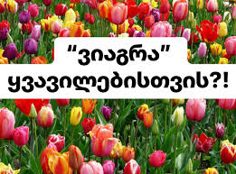 🌸 “ვიაგრა” ყვავილებისთვის?! – მეცნიერება, რომელიც ყვავილებს კვირით  ახანგრძლივებს სიცოცხლეს! 📌 პროფესორი გიორგი ფხაკაძე იცოდით, რომ ...