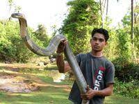 We did not find results for: Foto Penemuan Ular King Cobra Raksasa Dari Penjuru Dunia