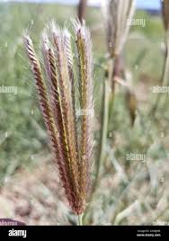 Image result for Chloris virgata