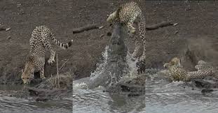 Orang yang bersifat pendiam jangan disangka bahawa ia seorang yang penakut. Video Detik Detik Mendebarkan Cheetah Dahaga Diserang Buaya Ketika Leka Minum Air