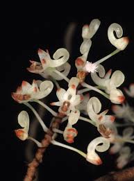 Image result for Solenangis