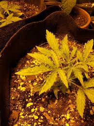 If new growth continues to show injury symptoms, harvest any salvageable fruits and pull up the plants. First Grow Problem Edges Of Leaves Are Curling Up Grow Weed Easy