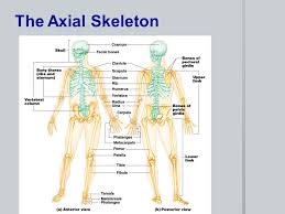 Osseous tissue and bone structure. Chapter 5 The Skeletal System Provides An Internal Framework For The Body Protects Organs By Enclosure And Anchors Skeletal Muscles So That Muscle Contractions Ppt Download