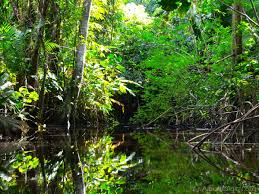 SELVA