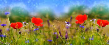 Blumenwiese — eine blumenwiese in baden württemberg eine blumenwiese in den schweizer alpen … Blumenwiesen Samen Naturliche Prachtvolle Wiese