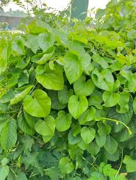 Image result for Tinospora fragosa