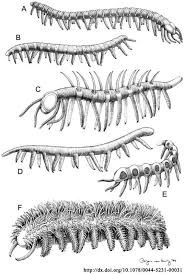 cambian onychophora or xenusians lobopods possible ancestors of all arthropoda as well as tardigrada 先史時代 古代生物 ハルキゲニア
