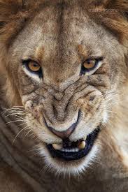 pin by memo jaquez on flora and fauna top 10 deadliest animals deadly animals animals
