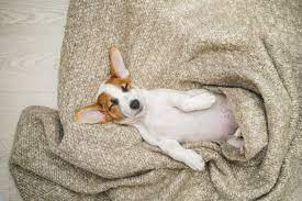 Maybe you would like to learn more about one of these? Why Do Dogs Get Hiccups