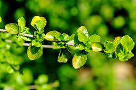 Image result for Coddia rudis