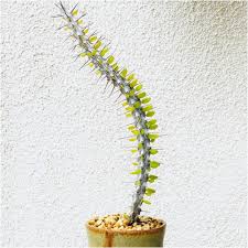 I don't even know if my type of cactus will bloom at all! My Ocotillo Cactus Is Sprouting Leaves What A Happy Friday Ocotillocactus Cacticacti Cactuslover Cactusgram Cac Cactus Ocotillo Succulents