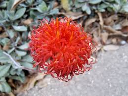 Image result for Kleinia schweinfurthii