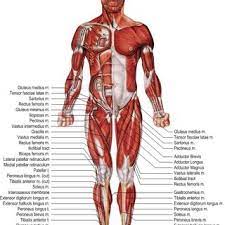 So, it is crucial that you cover this section thoroughly. Muscles Of Human Body Lower Extremity Anterior View 27 Download Scientific Diagram