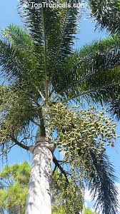 Image result for Wodyetia bifurcata