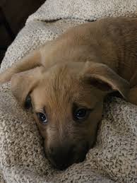 Adopt Rosie On Labrador Retriever Mix Animal Rescue Labrador Retriever