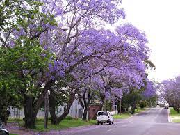 Maybe you would like to learn more about one of these? Jacaranda Trees Delicate Fern Like Leaves Purple Flowers