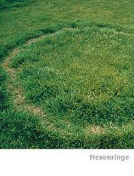 Hinter diesem begriff verbergen sich nämlich sich pilze, die vorzugsweise im garten wachsen und unruhe beim gartenbesitzer stiften. Sie Mussen Hexenringe Im Rasen Bekampfen