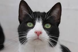 Sicher hat dich die goldene katze gut hinüberbegleitet. Tierhilfe Verbindet Tiervermittlung Hunde Katzen Felix Ist Im Regenbogenland