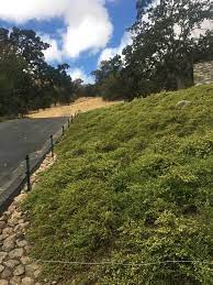 Dwarf Coyote Bush California Native Plants Landscape Landscape Design