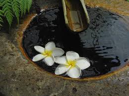 Plumeria In A Japanese Zen Garden Hawaii 106802 High Zen Garden Zen Background Gardening Advice