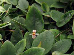 Image result for Begonia elaeagnifolia