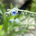 Image result for Cynoglossum lanceolatum