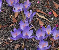 Image result for Crocus speciosus