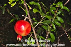 Image result for Punicaceae