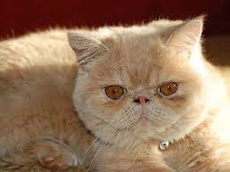 Level and frequency of cat hair shedding. 10 Flat Faced Cat Breeds You Ll Want To Snuggle I The Discerning Cat