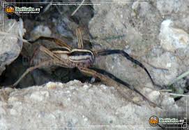 The wolf spider's fang cause physical trauma and when combined with nausea, dizziness and elevated heart rate can cause the. Rabid Wolf Spider Rabiosa Rabida
