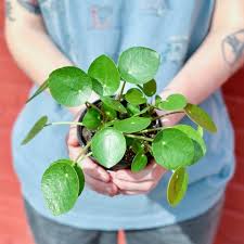 Image result for Pilea