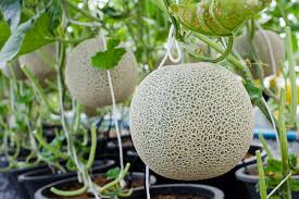 Check spelling or type a new query. Growing Rock Melon Cantaloupe Mcgregor S Garden Genius