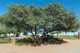 Image result for Acacia eriocarpa