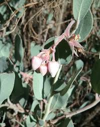 Image result for Heterotis canescens