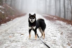 Noch möchte man fast sagen, denn der schön proportionierte aufgeweckte hund, der ein wenig wie. Shiba Inu Grosse Und Gewicht Des Japanischen Hundes