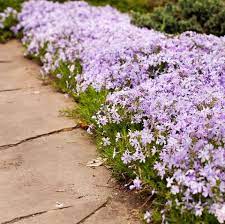 Edging plants can create a border between your property and the neighbors, separate your garden from a driveway or sidewalk, or define a border along the edge of your perennial garden. 14 Best Edging Plants Plants For Walkway Borders