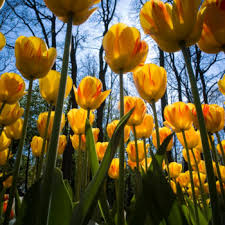 Flowers that bloom at night and close in day. Why Do Flowers Close Up At Night A To Z Flowers