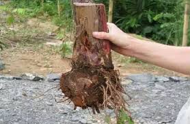 We did not find results for: Cara Tanam Pisang Terbalik Supaya Berbuah Lebat Dan Berpokok Rendah