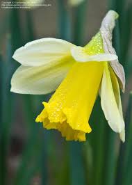 Daffodil Princeps Narcissus Pseudonarcissus Daffodils Planting Bulbs Narcissus