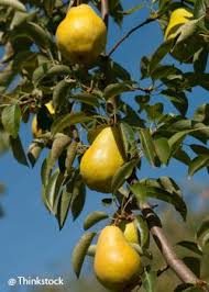 Epingle Sur Jardinage Bouturage