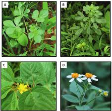 Image result for Amaranthus thunbergii