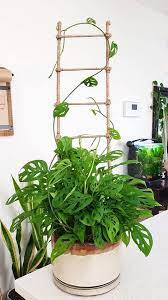 Check spelling or type a new query. Pin On Plantings