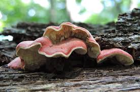 Image result for Merulius incarnatus