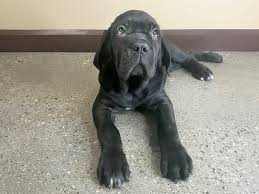 Mastiff neapolitan dog breeds massive breed weird dogs puppies grey fang temperament history personality female. Black Neapolitan Mastiff Online Shopping